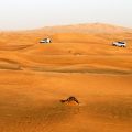 Penser à aller à Dubaï comme destination d’affaire et de découvertes historiques.